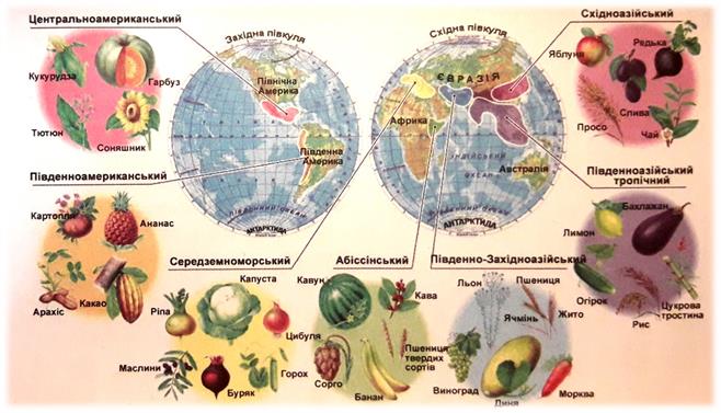 центри походження рослин.jpg