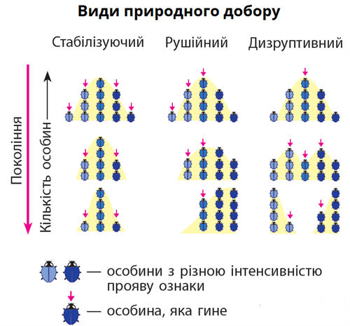види природного добору.png
