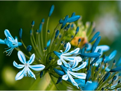 Ольга Костянтинівна Ярошевич